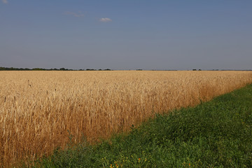 Close up field of wheat under clear blue sky