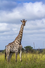 Giraffe in Kruger National park, South Africa