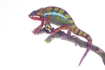 Colorful chameleon on the top of the branch wathing you on the white background. Close up...