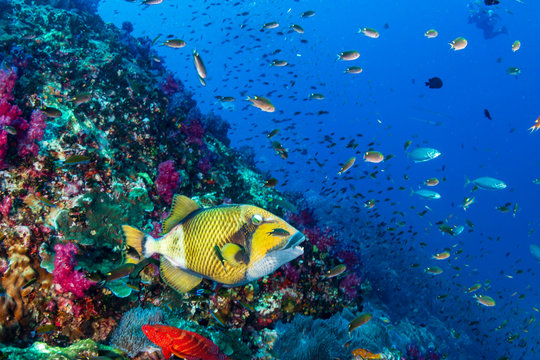 Large Titan Triggerfish feeding on a coral reef