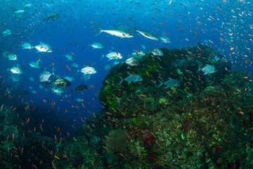 Fototapeta na wymiar Trevally hunting at sunset on a healthy tropical coral reef in Thailand