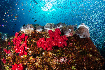 Vividly colored, healthy tropical coral reef