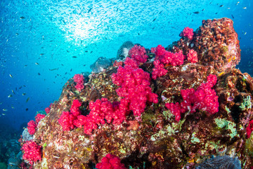 Vividly colored, healthy tropical coral reef