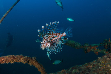 Naklejka na ściany i meble Lionfish on an underwater shipwreck in a tropical ocean