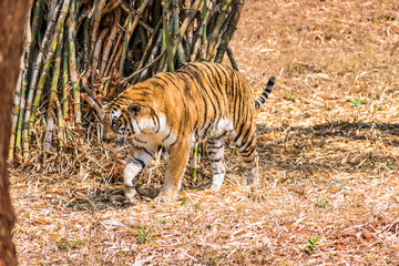 Naklejka na ściany i meble Bengal tiger close view at zoo at different position at national park.