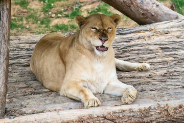 A lioness in captivity