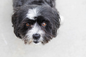 Photograph of a Black & White Shih Tzu Poodle pet dog looking up at you