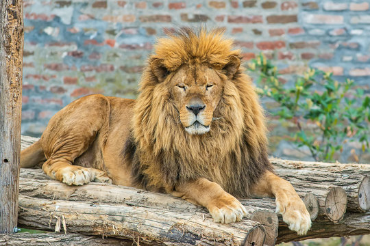 A lion in captivity