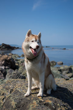 Profile Portrait of gorgeous dog breed siberian husky at the beach. Image of beige and white husky dog waiting for the owner, sitting on the rock at the seaside on the sea and sky background.