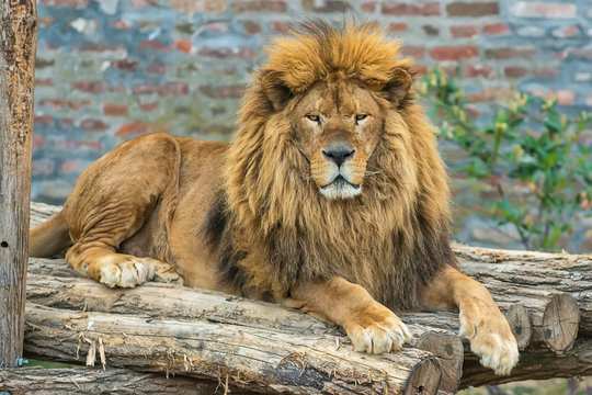 A lion in captivity