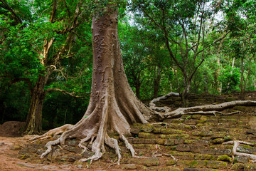 Nature Angkor Wat, Cambodia
