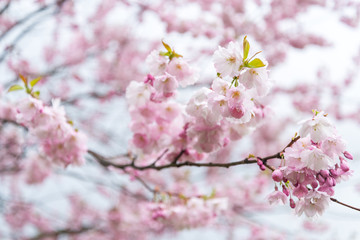 Sprink time, branch of sakura flowers