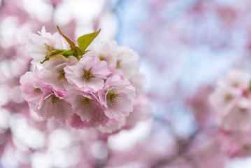 Sprink time, branch of sakura flowers