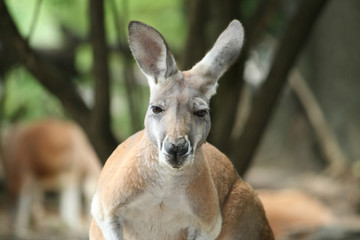 kangaroo
