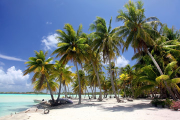 Fototapeta na wymiar Tropical beach with palm trees, Bora Bora, French Polynesia.