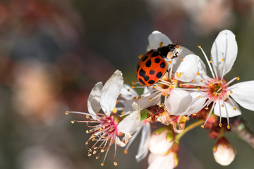 A ladybug on white apple tree blossoms