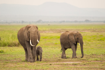 Fototapeta na wymiar Elephant front view with his cub in the savannah of Amboseli