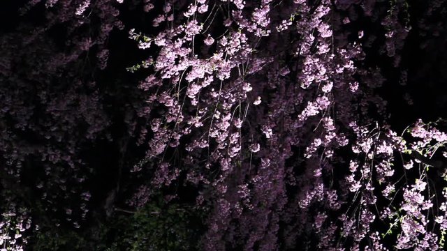 角館　夜桜　武家屋敷　ライトアップ