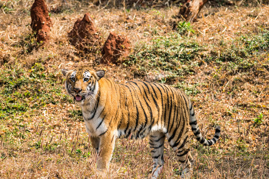 Bengal tiger  close view at zoo at different position at national park.
