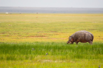 Isolated hippopotamus grazing in the savannah swamps of Amboseli Park