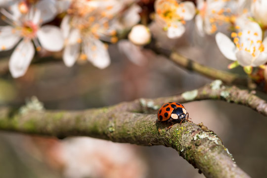 A ladybug beetle climbing on a flowering apple tree twig