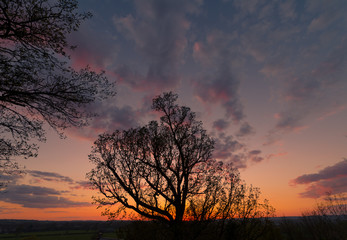 Fototapeta na wymiar Tree sunset