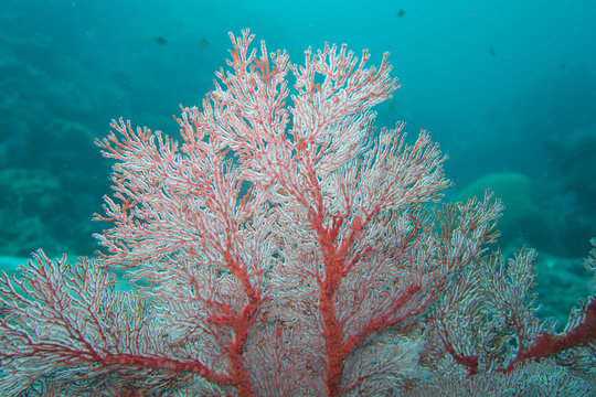 Thailand: Beautiful hard coral in the Andaman Sea