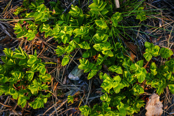 Small fresh green plant growth by dry forestry litter.
