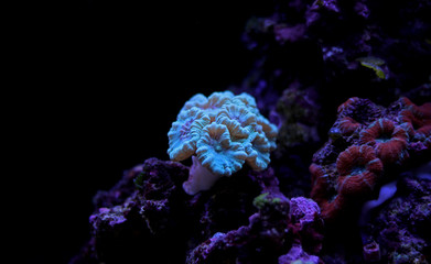 Caulastrea LPS coral in reef aquarium tank 