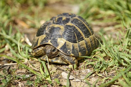 Tortoise in the garden