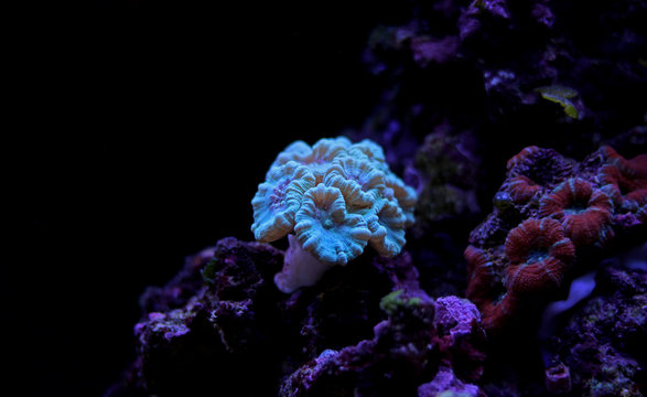Caulastrea LPS coral in reef aquarium tank 