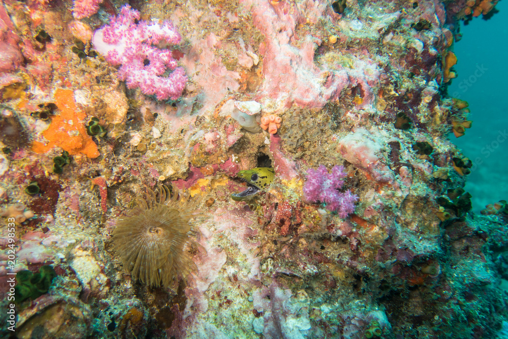 Wall mural Diving Thailand: Fimbriated moray eel peeking out of his hole in the coral reef