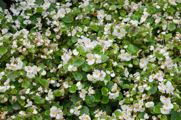 Obraz na płótnie Canvas Floral background: white flowers of begonia semperflorens with green fleshy wax leaves in flower bed, popular garden plant