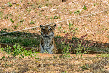 Bengal tiger  close view at zoo at different position at national park.