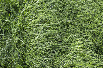 Top view of high green grass background, long fresh grass in summer meadow