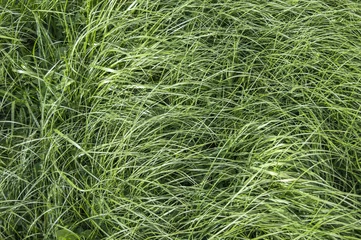 Top view of high green grass background, long fresh grass in summer meadow