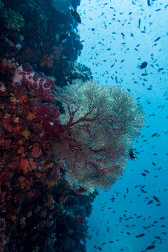 View upwards the coral reef to the surface