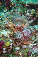 Diving Thailand:  two scorpion fish luring for bait at the world class diving spot Richelieu Rock