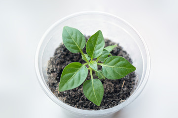 Small chili pepper seedling potted in plastic container close up, growing new life from a seed