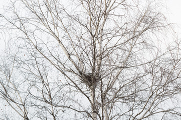Fototapeta na wymiar Empty bird's nest in branches of birch tree in March, arrival of spring in the country