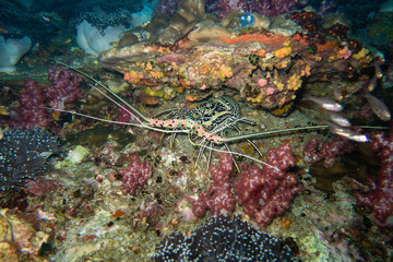 Thailand: Lobster hiding in a rock crevice during a night dive