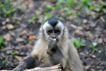 Capuchin monkey looking at the camera while eating a piece of fruit