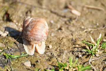 Ślimak (snail)