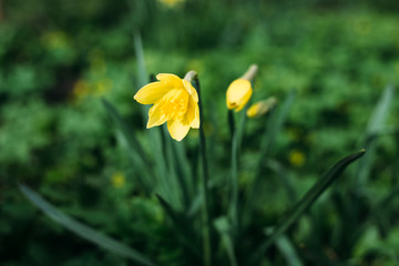 flower, spring, yellow, nature, daffodil, plant, green, garden, flowers, narcissus, blossom, summer, petal, bloom, flora, grass, daffodils, beauty, meadow, field, season, white, floral, stem, leaf