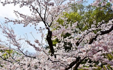 Cherry blossoms in Rikugien, Tokyo, Japan 