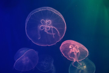 jellyfish in neon light swimming in water. dark background