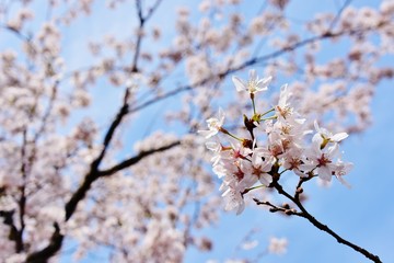 Cherry blossoms in Rikugien, Tokyo, Japan 