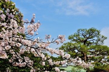 Cherry blossoms in Rikugien, Tokyo, Japan 