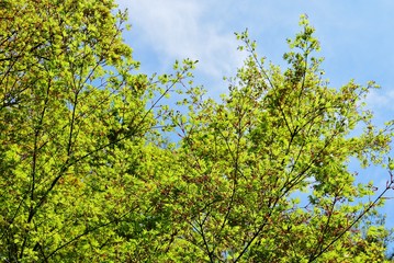 Fresh green color leaves and the sky