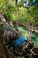 Krabi Tha Pom mangrove reserve